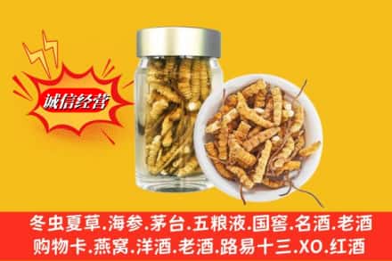 广元市回收散虫草